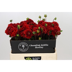 Dahlia Red Velvet