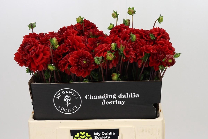 <h4>Dahlia Red Velvet</h4>