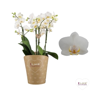 Duetto Multi wit - French Blonde 60+
