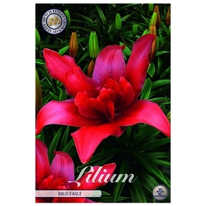 Lilium Bald Eagle x 2 16/18