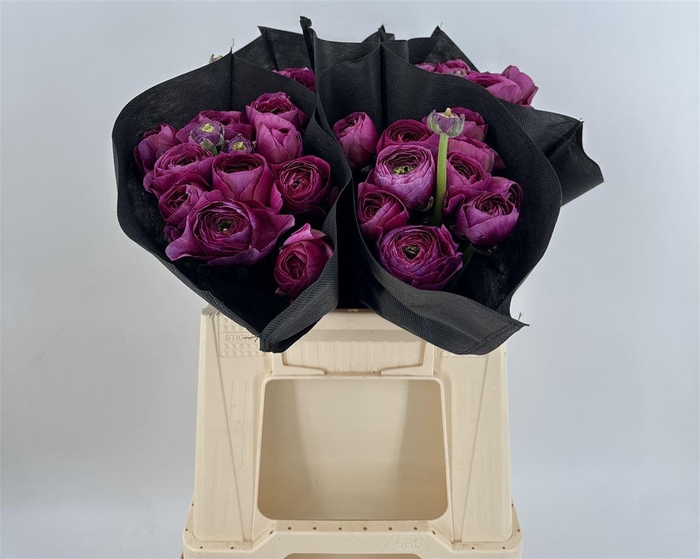 <h4>Ran Suc 1st Renoir</h4>