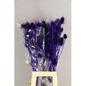 DF Dipsacus Purple Bs 130g