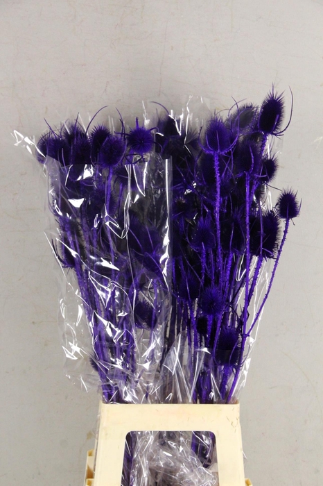 DF Dipsacus Purple Bs 130g