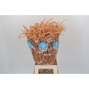 Amaranthus Yearming Desert Apricot