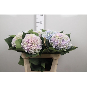 Hydr Cl M Vere Bl Pastel