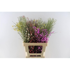 Ginster Mix 200 Gram