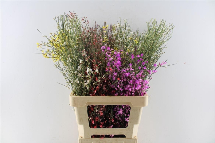 <h4>Ginster Mix 200 Gram</h4>