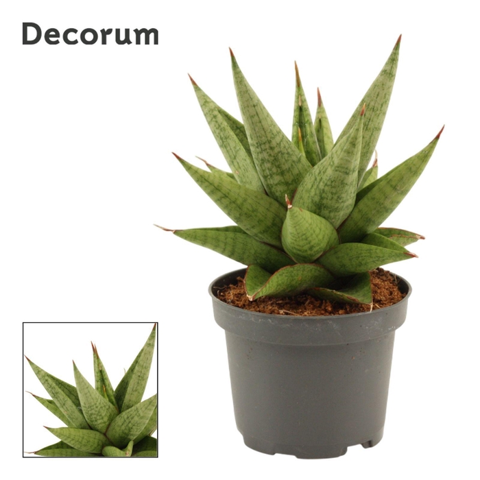 <h4>Sansevieria Snow Lotus Crown 9 cm (Decorum)</h4>