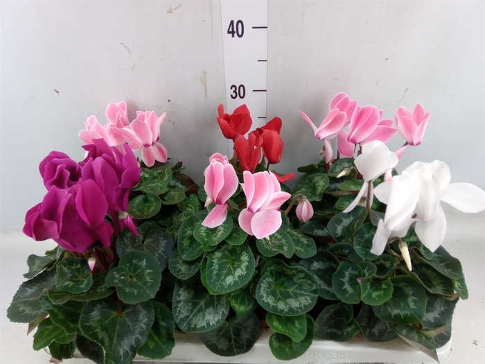 <h4>Cyclamen GR 'Vintro'</h4>