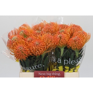 Nutans Ayoba Peach