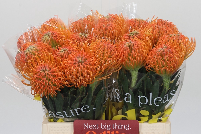 <h4>Nutans Ayoba Peach</h4>