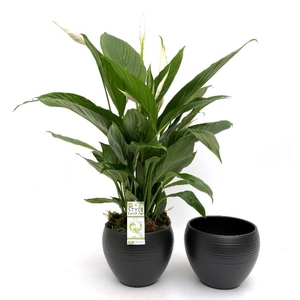 Arr.  Spathiphyllum  L%