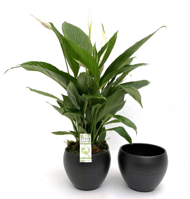 <h4>Arr.  Spathiphyllum  L%</h4>