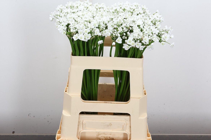 <h4>Allium Flocon</h4>