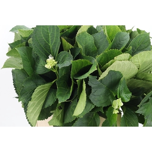 Hydrangea Macr Blad