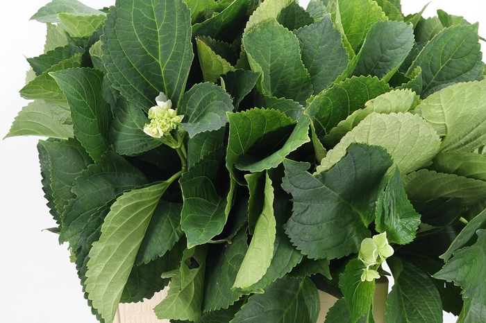 <h4>Hydrangea Macr Blad</h4>