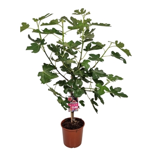 FICUS CARICA