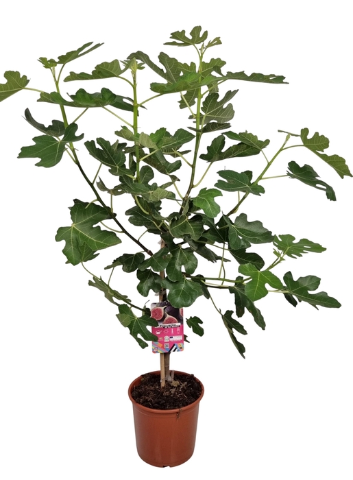 <h4>FICUS CARICA</h4>