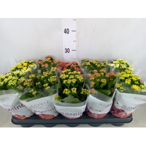 Kalanchoe blos. 'RoyalDon'   ..mix