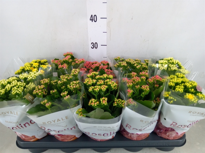 <h4>Kalanchoe blos. 'RoyalDon'   ..mix</h4>