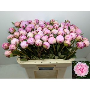 PAEO L SARA BERNHARD