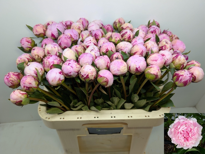 <h4>PAEO L SARA BERNHARD</h4>