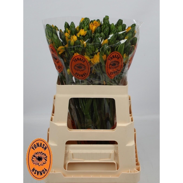 <h4>ORNIT DB YELLOW ASA</h4>