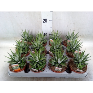 Haworthia fasciala 'Big Band'