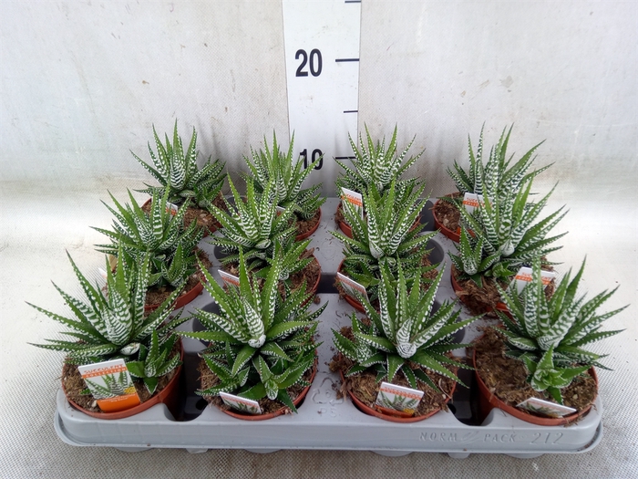 <h4>Haworthia fasciala 'Big Band'</h4>