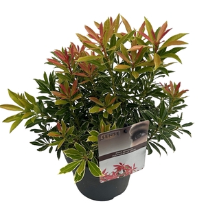 Pieris jap. 'Flaming Silver' sense