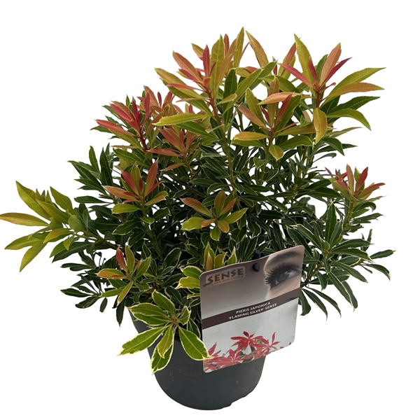 <h4>Pieris jap. 'Flaming Silver' sense</h4>