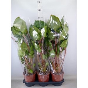 Homalomena rubescens 'Maggy'