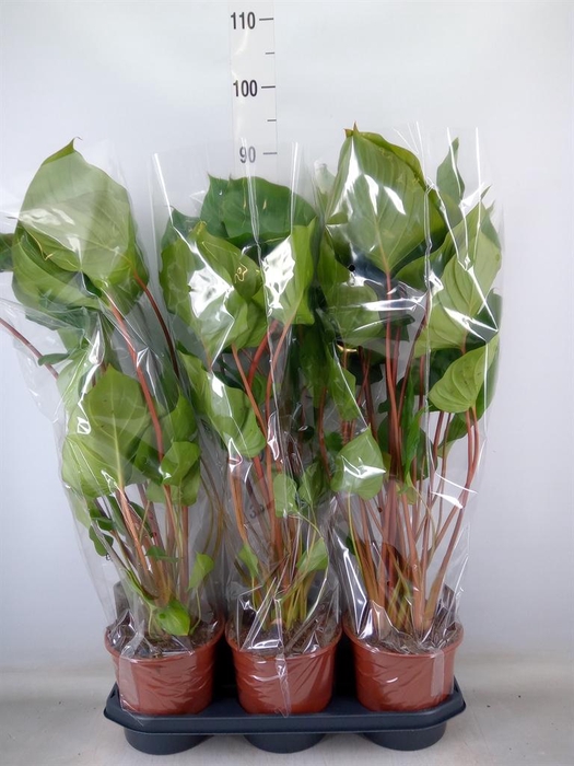 <h4>Homalomena rubescens 'Maggy'</h4>
