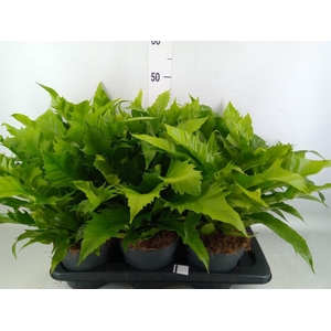 Asplenium antiquum 'Gioia'