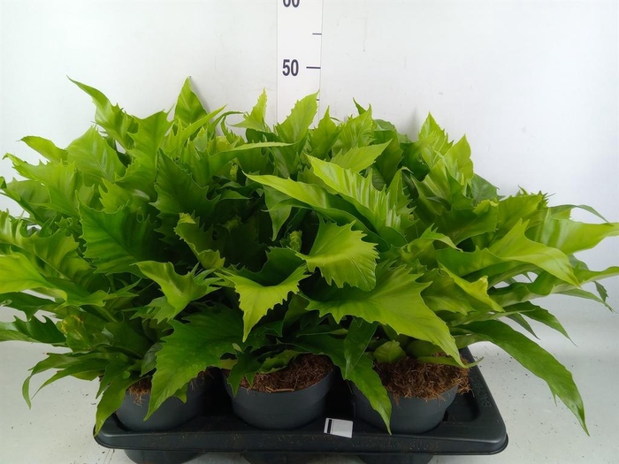 <h4>Asplenium antiquum 'Gioia'</h4>