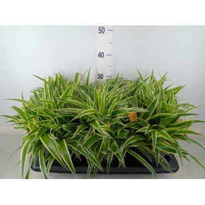 Chlorophytum com. 'Ocean'