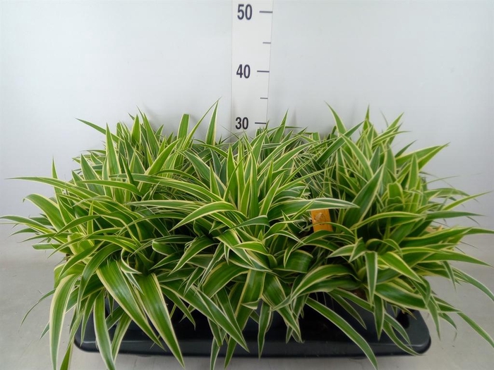 <h4>Chlorophytum com. 'Ocean'</h4>