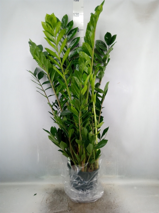 Zamioculcas zamiifolia