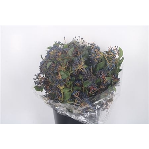 Vib Berry Black Per Bunch 250 Gram