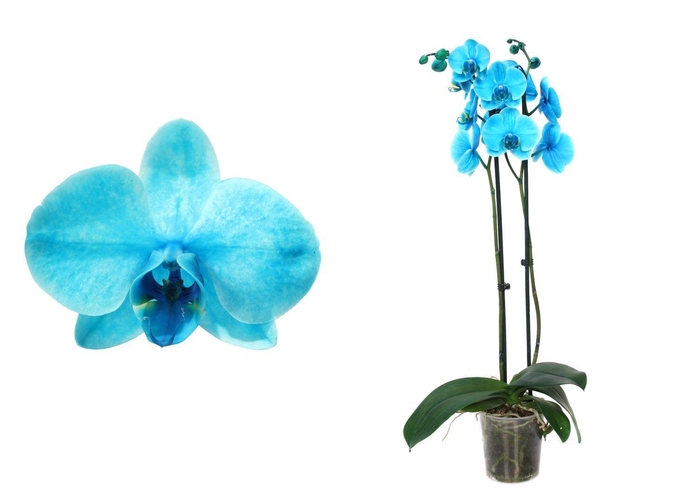 <h4>Phal I Am Ocean Blue 2T12+</h4>