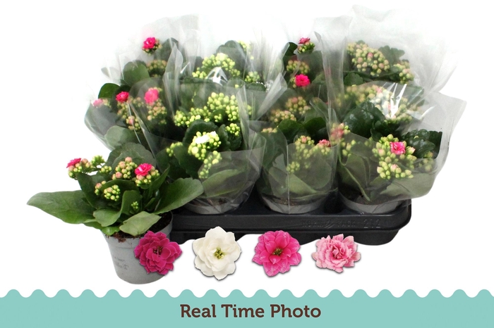 <h4>KAL GE GEM 4 KL</h4>