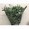 Euca Cinerea Long 300gram Albenga