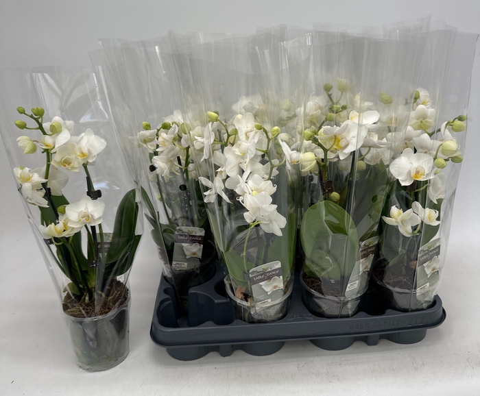 <h4>PHAL OV WIT</h4>