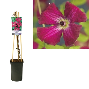 Clematis vit. 'Rubra' +light label