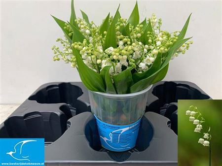 <h4>Convallaria P St</h4>