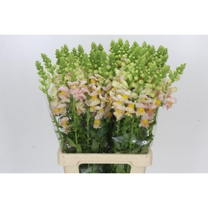 Antirrhinum Maryland Plumblossom