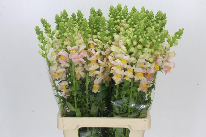 <h4>Antirrhinum Maryland Plumblossom</h4>