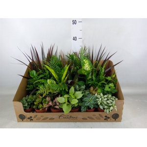 Planten Groen   ...mix 24