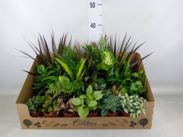 <h4>Planten Groen   ...mix 24</h4>