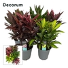 Cordyline Gemengd Toef 19 cm (Decorum)